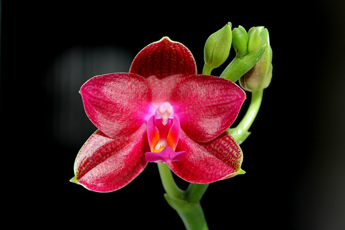 Phalaenopsis Gold Sun x LDS Bear King 'red'.jpg