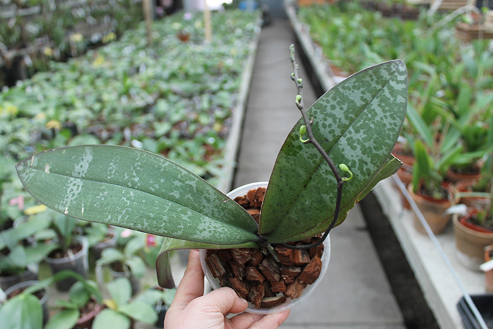 Phalaenopsis Little Dragon (stuartiana x celebensis).jpg