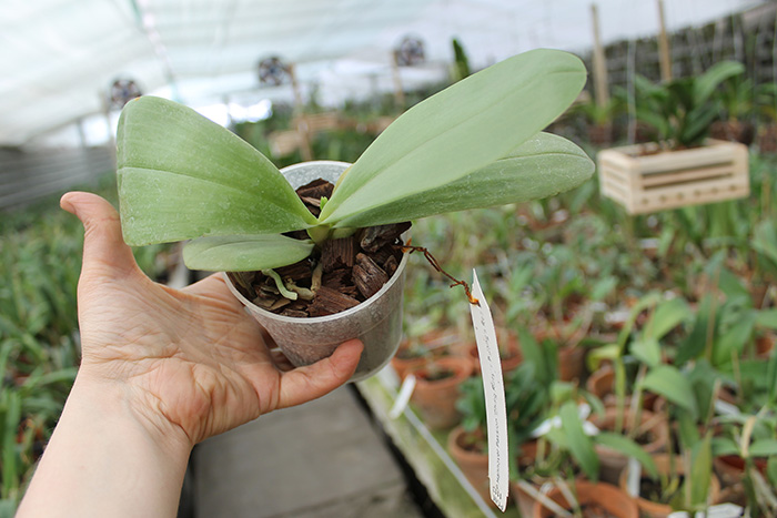 Phalaenopsis Hannover Passion.jpg