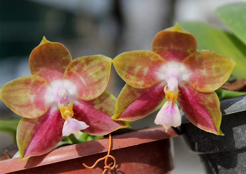 Phalaenopsis Yaphon Red Jewel x Ld's Bear King.jpg