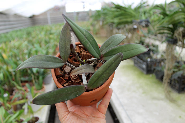 Cattleya schilleriana ('Sanderiana' x 'Angel Kiss').jpg