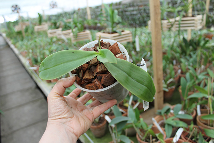 Phalaenopsis amboinensis.jpg