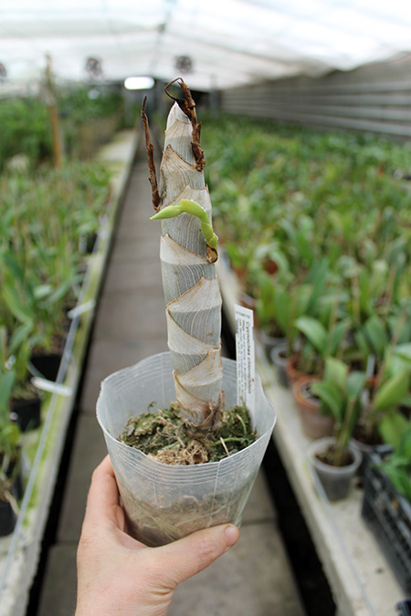Cycnoches chlorochilon.jpg