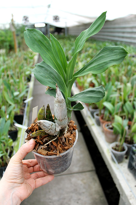 Catasetum tenebrosum.jpg