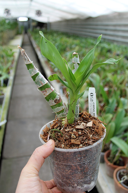 Fredclarkeara After Dark 'SVO Black Pearl'.jpg