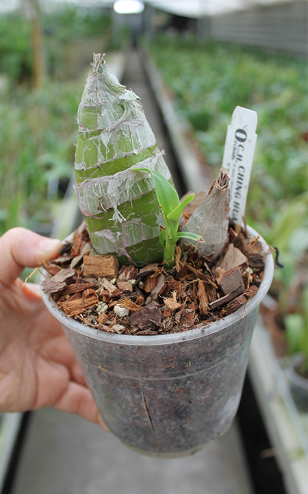 Monnierara Millenninum Magic 'Witchcraft'.jpg