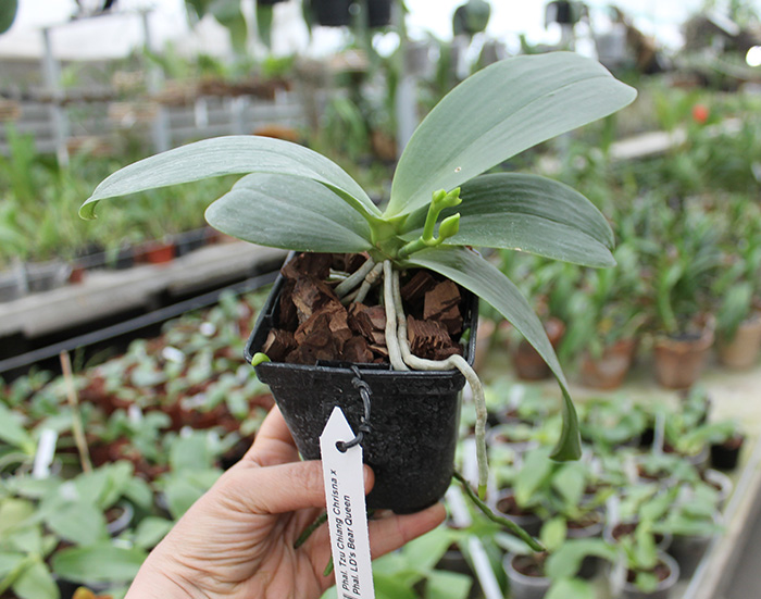Phalaenopsis Tzu Chiang Chrisna x Phalaenopsis LD's Bear Queen.jpg