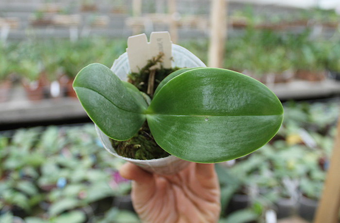 Phalaenopsis Natasha 'Auspice'.jpg