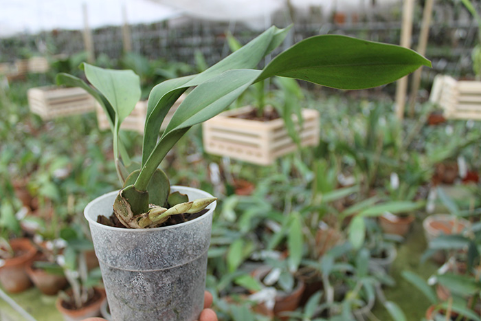 Trichopilia suavis.jpg