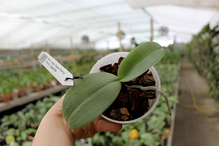Phalaenopsis Jong's Gigan Cherry 'Prince' x gigantea.jpg