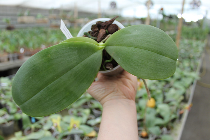 Phalaenopsis David Lim.jpg