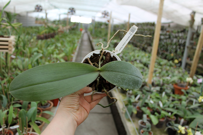 Phalaenopsis gigantea x Golden Peoker 'BL'.jpg
