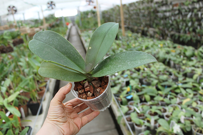 Phalaenopsis stuartiana x equestris.jpg