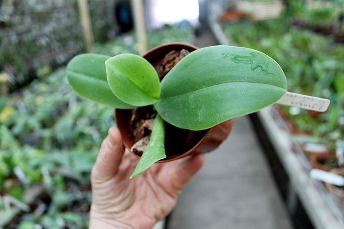 Phalaenopsis gigantea x Mituo Venosa.jpg
