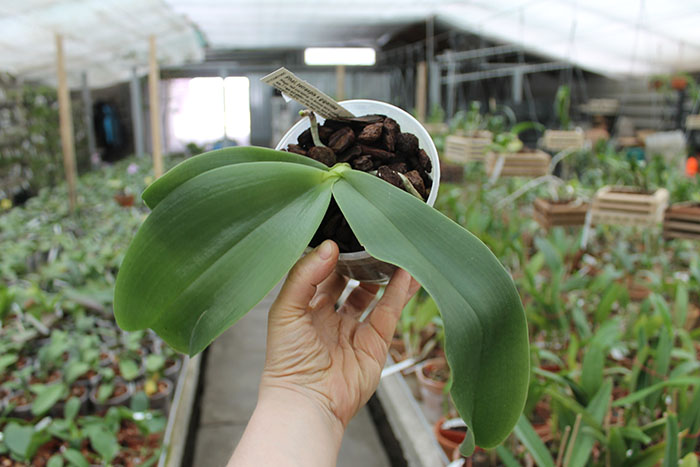 Phalaenopsis tetraspis x gigantea.jpg