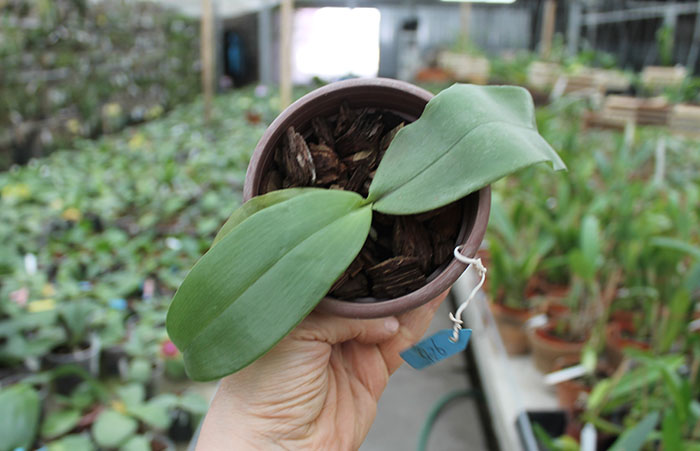 Phalaenopsis Yaphon Goodboy x gigantea.jpg