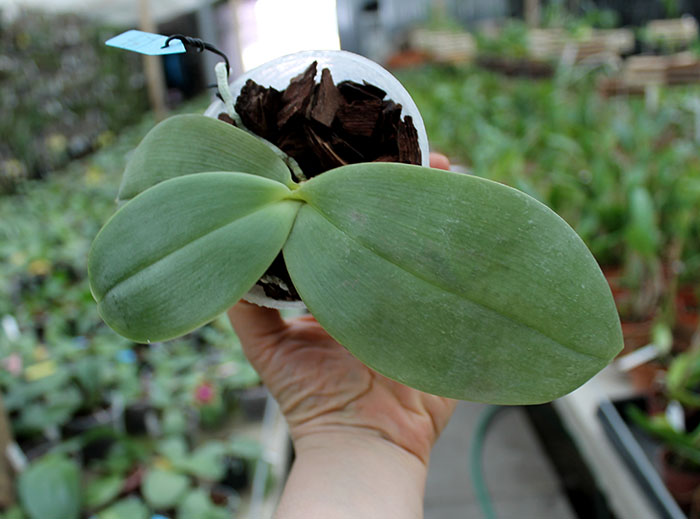 Phalaenopsis Yaphon Nicegirl x gigantea.jpg