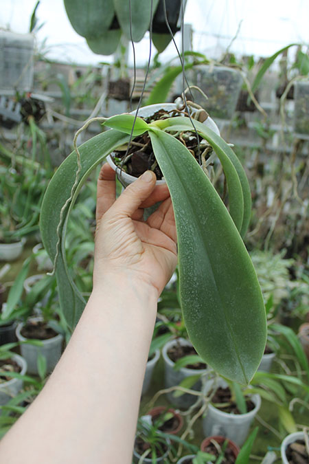 Phalaenopsis Joey (gigantea x lueddemanniana).jpg