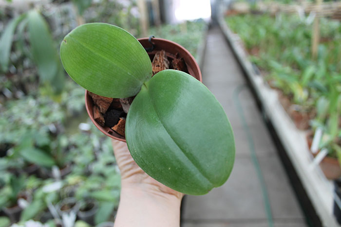 Phalaenopsis Zheng Min Tyrannosaurus x gigantea.jpg