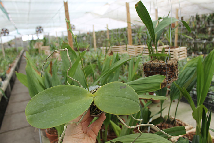Phalaenopsis gigantea x Mituo Sun.jpg