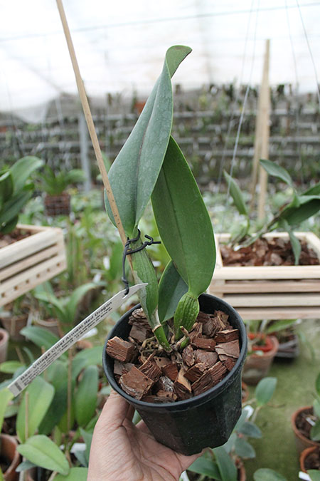 Rhynchosophrocattleya Village Chief Armani 'Red Dragon'.jpg