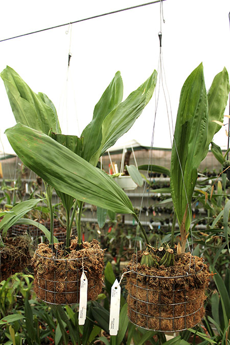 Stanhopea embreei orange.jpg