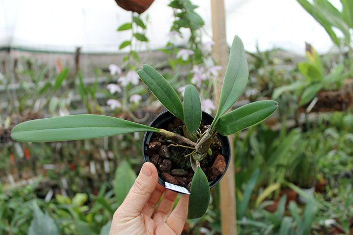 Bulbophyllum medusae.jpg