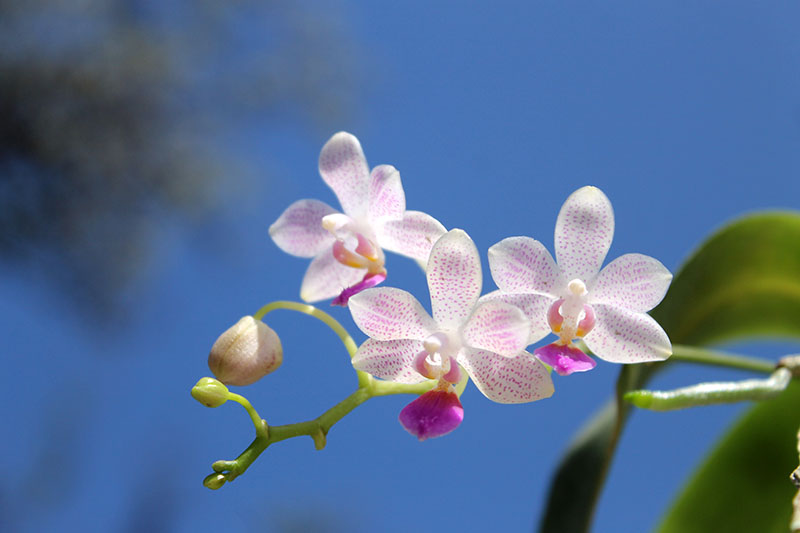 Phalaenopsis lindenii x javanica.jpg