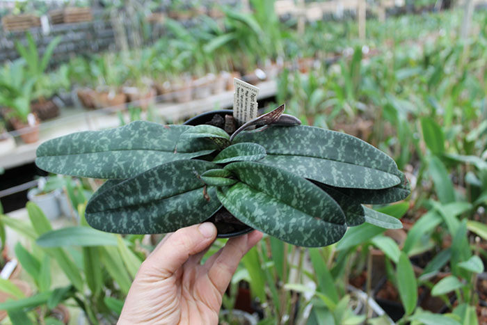 Paphiopedilum bellatulum.jpg