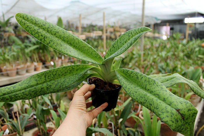 Paphiopedilum dayanum х kolopakingii.jpg