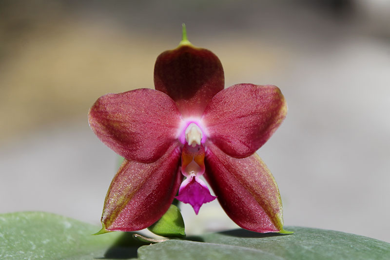 Phalaenopsis Jennifer Palermo (C1 type) x Phalaenopsis LD's Bear Queen.jpg