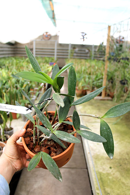 Cattleya forbesii ('Ching Hua' x 'Hsinying').jpg