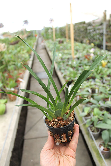 Oncidium Twinkle 'Fragrance Fantasy'.jpg