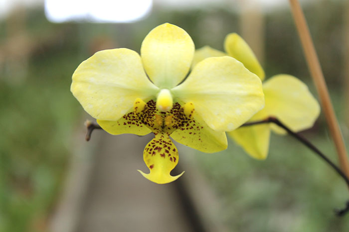 Phalaenopsis stuartiana yellow.jpg