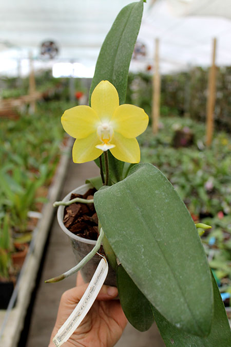 Doritaenopsis Sogo Nihou '#1' x Phalaenopsis I-Hsin Sunflower.jpg