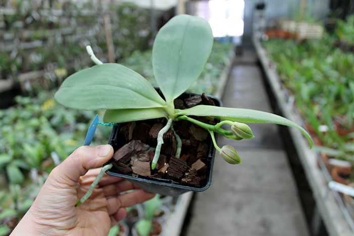 Phalaenopsis KS Happy Eagle x tetraspis 'Red #1'.jpg