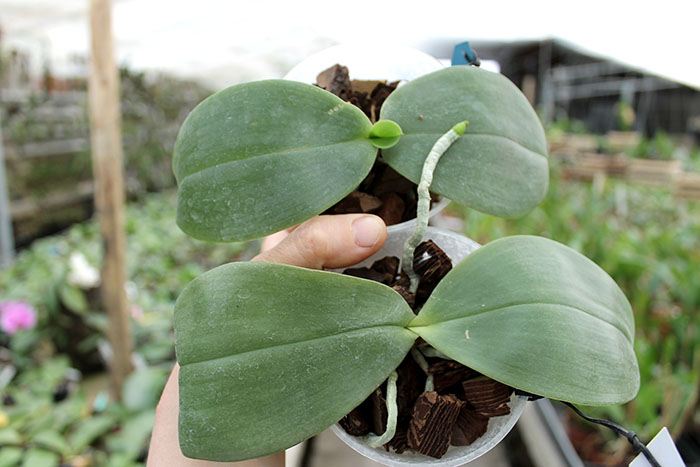 Phalaenopsis Yaphon Nicegirl x gigantea.jpg