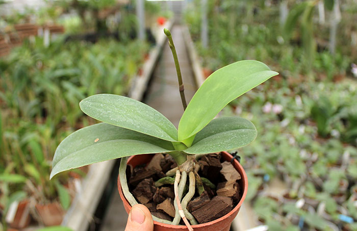 Doritaenopsis Taisuco Micky.jpg