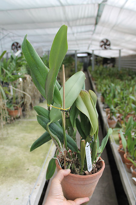 Brassolaeliocattleya Pink Empress 'Ju-Sen'.jpg