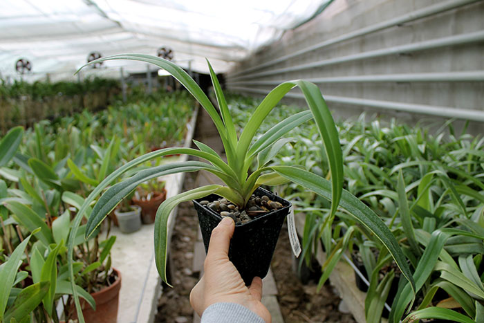 Phragmipedium Memory Dick Clements (besseae x sargentianum).jpg