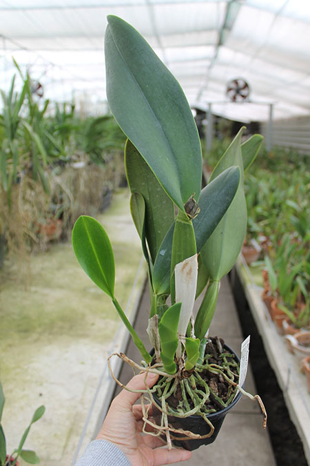 Brassolaeliocattleya Alma Kee 'Tipmalee'.jpg