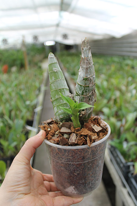 Cycnodes Taiwan Gold 'GC'.jpg