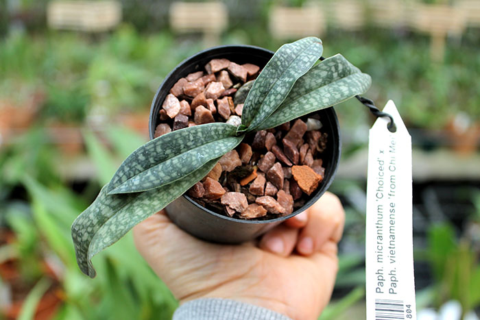 Paphiopedilum micranthum 'Choiced' x Paphiopedilum vietnamense 'from Chi Mei'.jpg