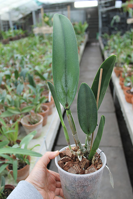 Rhyncholaelia digbyana.jpg