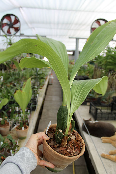 Anguloa tognettiae.jpg