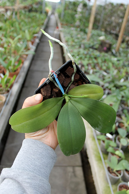 Phalaenopsis tetraspis 'C#1' x Dragon Tree Eagle.jpg