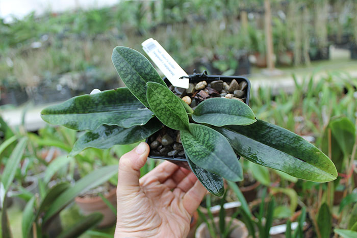 Paphiopedilum Shun-Fa Golden (hangianum x malipoense).jpg