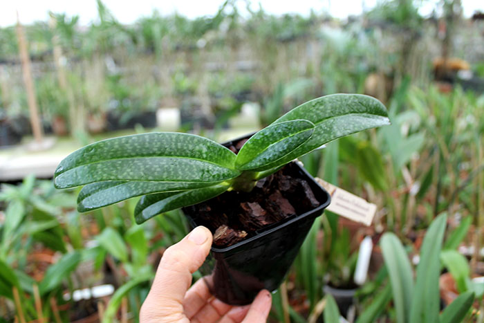 Paphiopedilum Daisy Barclay (rothschildianum x leucochilum).jpg