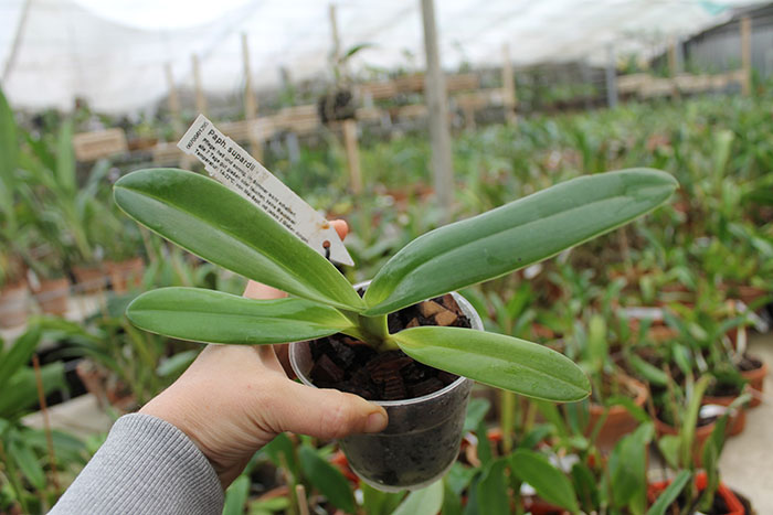 Paphiopedilum supardii.jpg