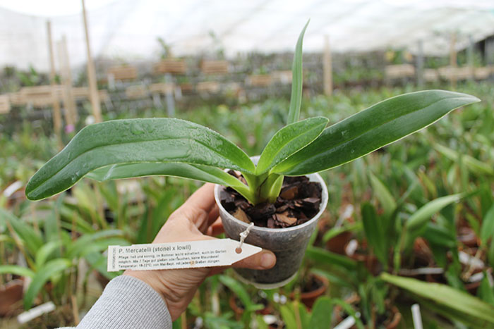 Paphiopedilum Mercatelii (stonei x lowii).jpg
